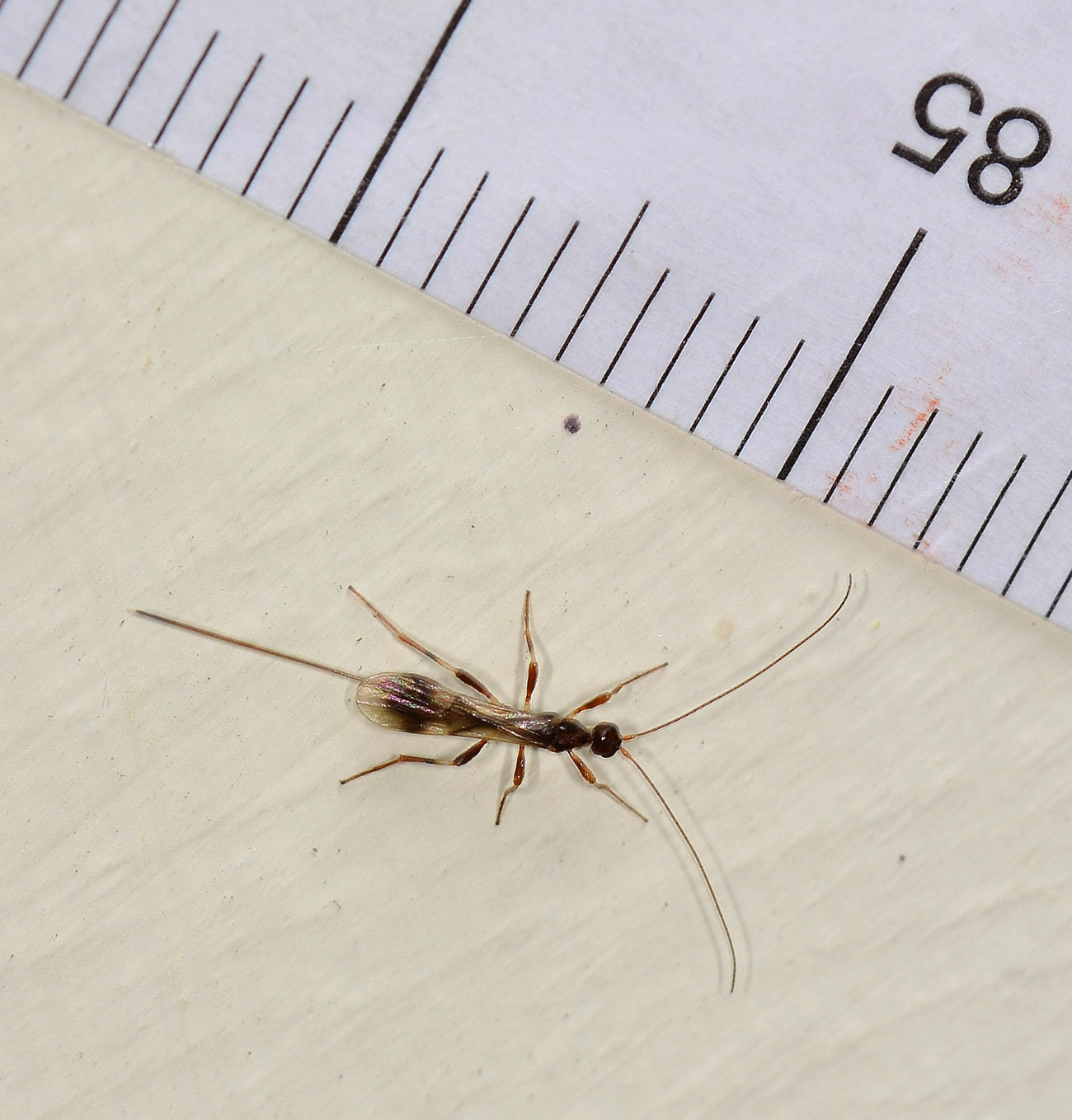 cos'' ?  Braconidae:  Spathius sp.