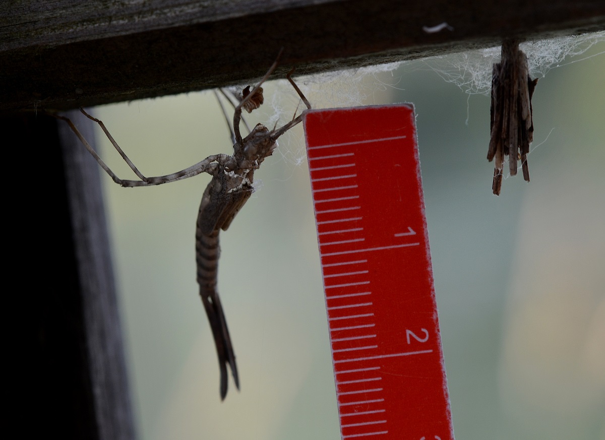 exuvie da id: Calopteryx splendens