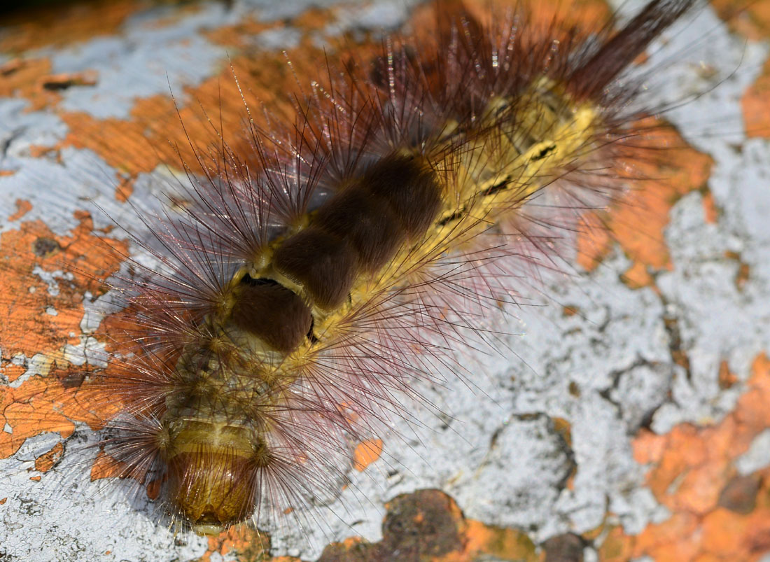 Bella larva di ? Calliteara pudibunda - Erebidae Lymantriinae