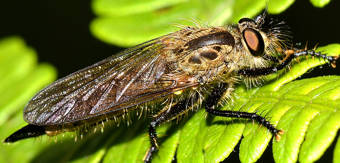 Asilidae