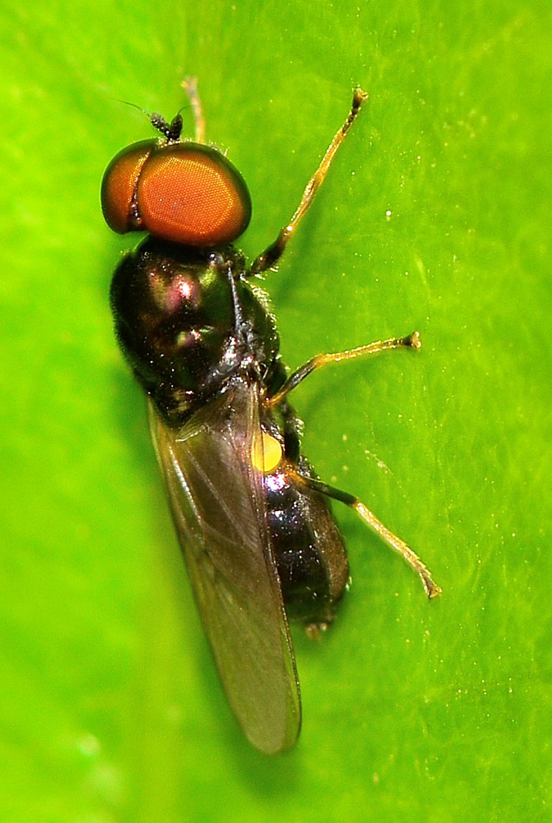 Grandi occhi rossi: Microchrysa polita  maschio (Stratiomyidae)