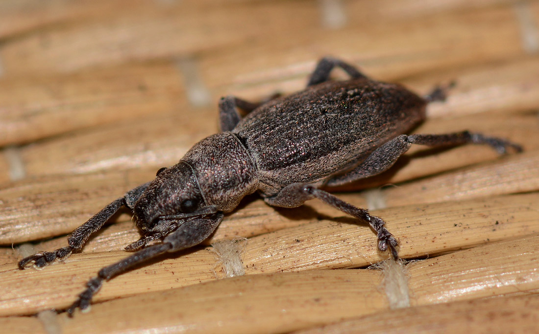 Curculionidae sardo:  Brachyderes grisescens