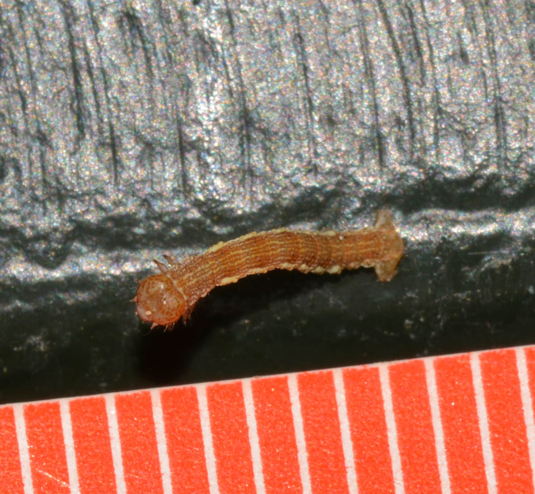Piccola larva - Erannis defoliaria