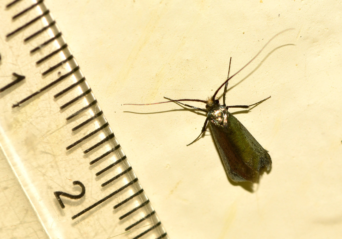 Adelidae: Adela reaumurella