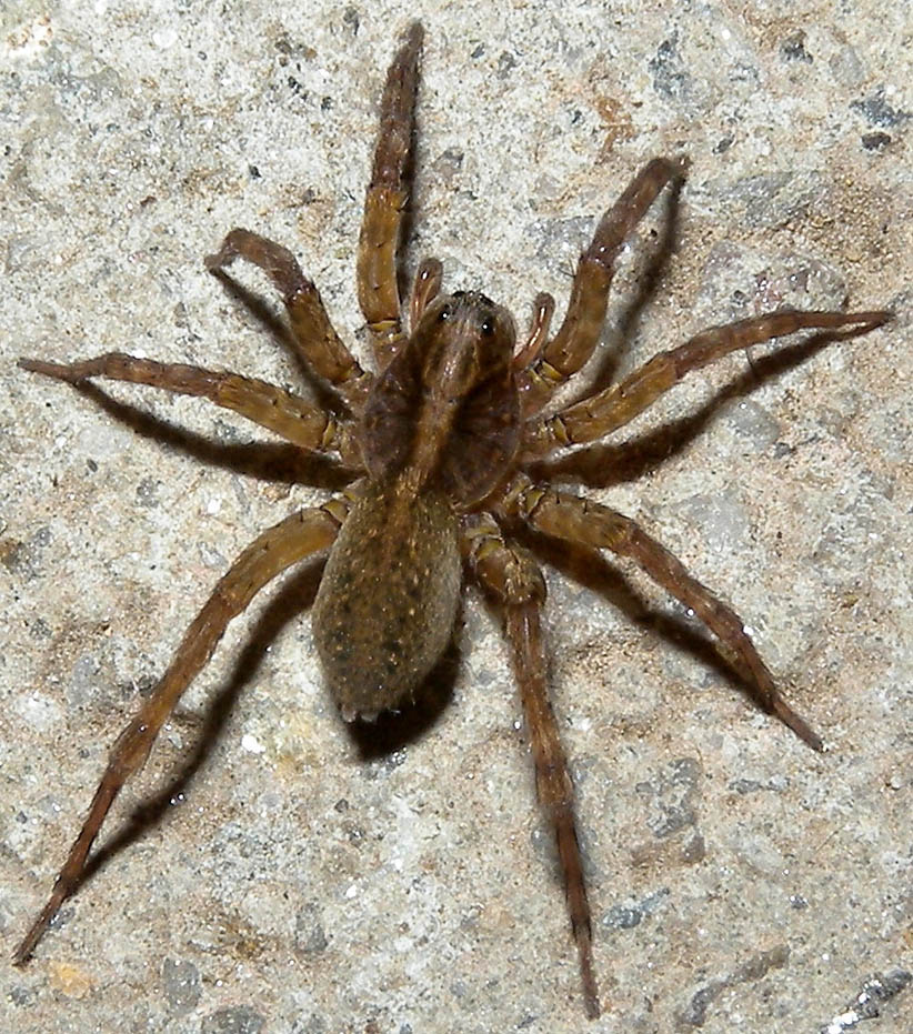 Lycosidae: Trochosa sp. - Bannio Anzino  (VB)