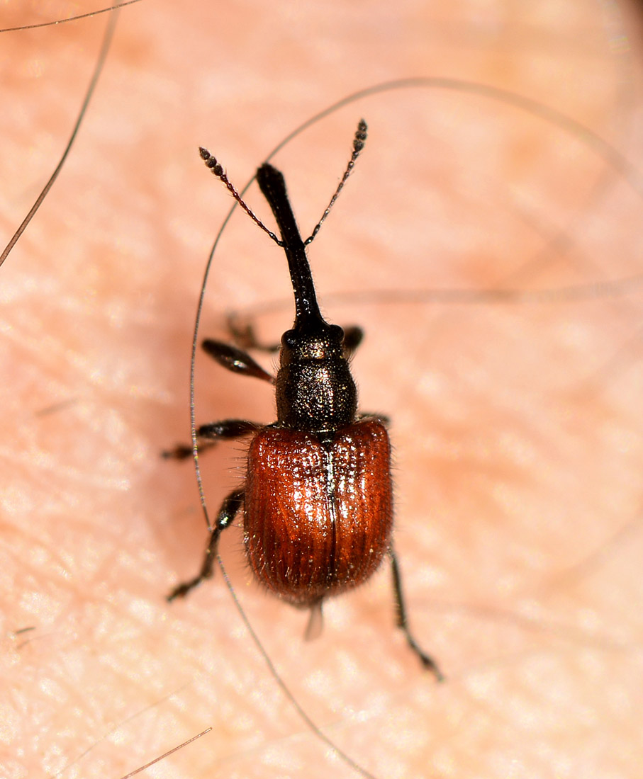 Rhynchitidae: Tatianaerhynchites aequatus