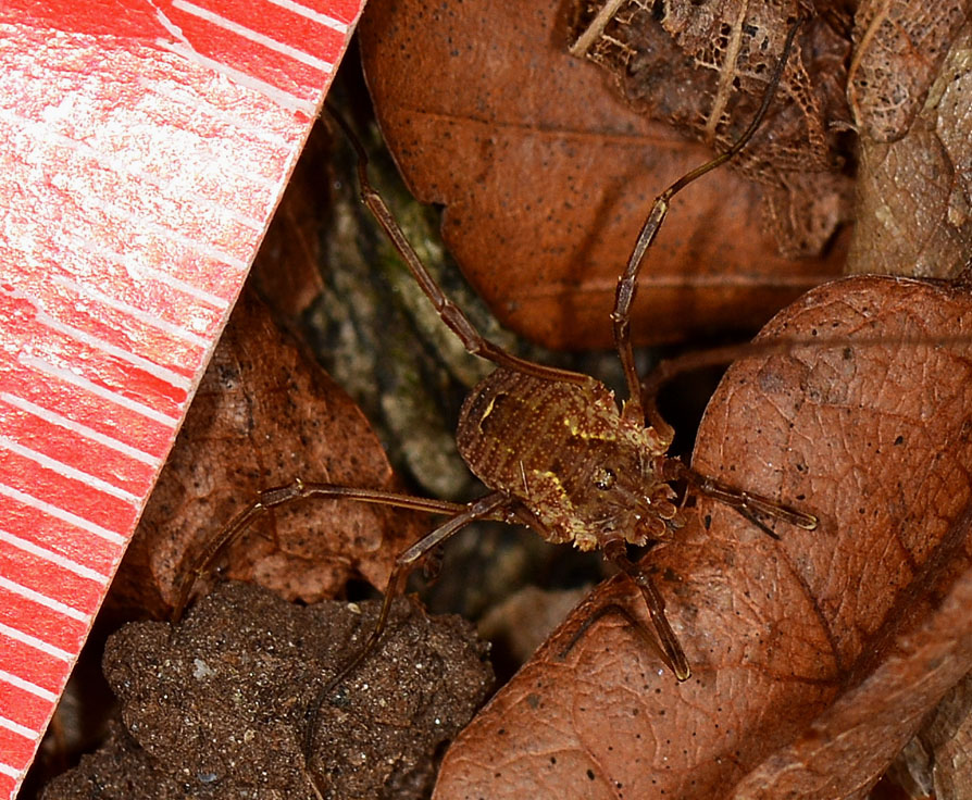 Oligolophus tridens ?  No, Lophopilio palpinalis (Phalangiidae)