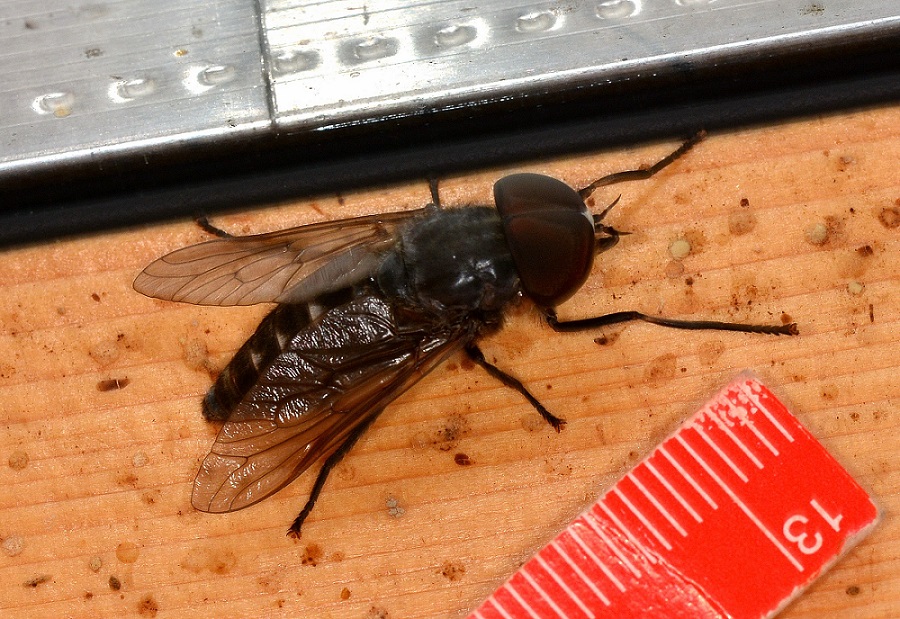 Tabanidae: Dasyrhamphis sp. maschio