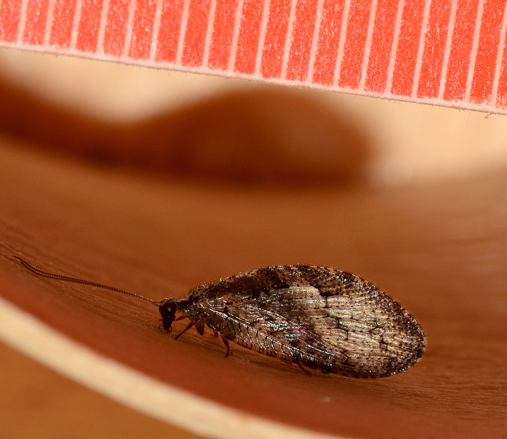 Hemerobiidae:  Wesmaelius cfr. subnebulosus, femmina