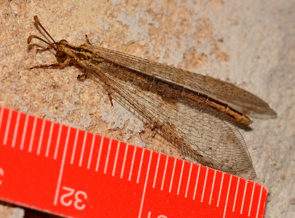 Myrmeleontidae con fascia nera:   Macronemurus appendiculatus,  femmina