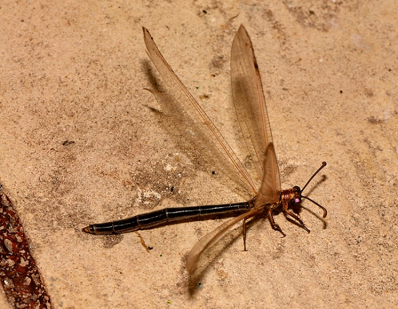 Myrmeleontidae scuro:  Creoleon lugdunensis,  femmina
