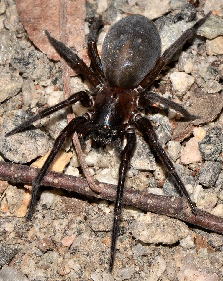 Amaurobius ferox - Bannio Anzino (VB)