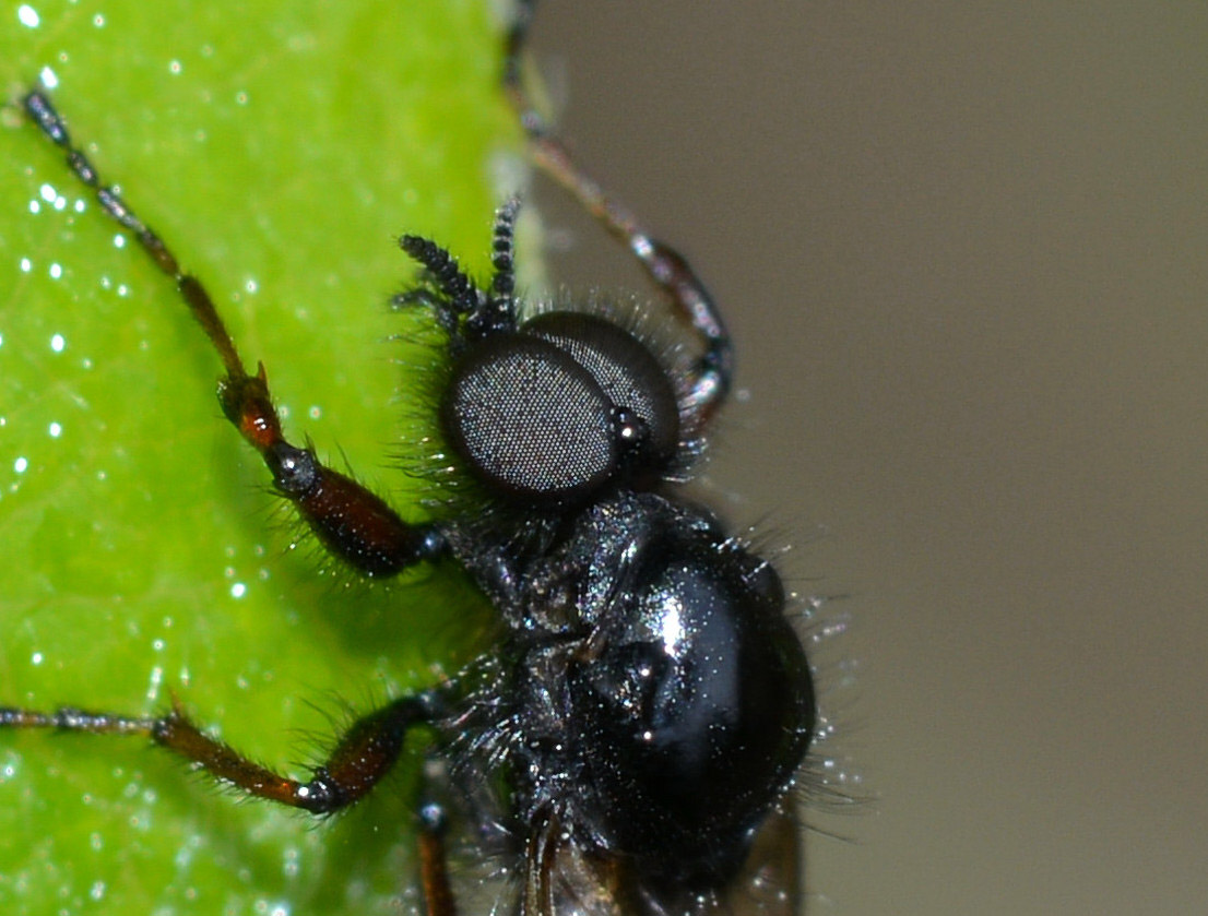 Maschio di Bibionidae