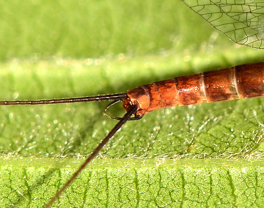 Ecdyonurus sp. di Bannio Anzino (VB)