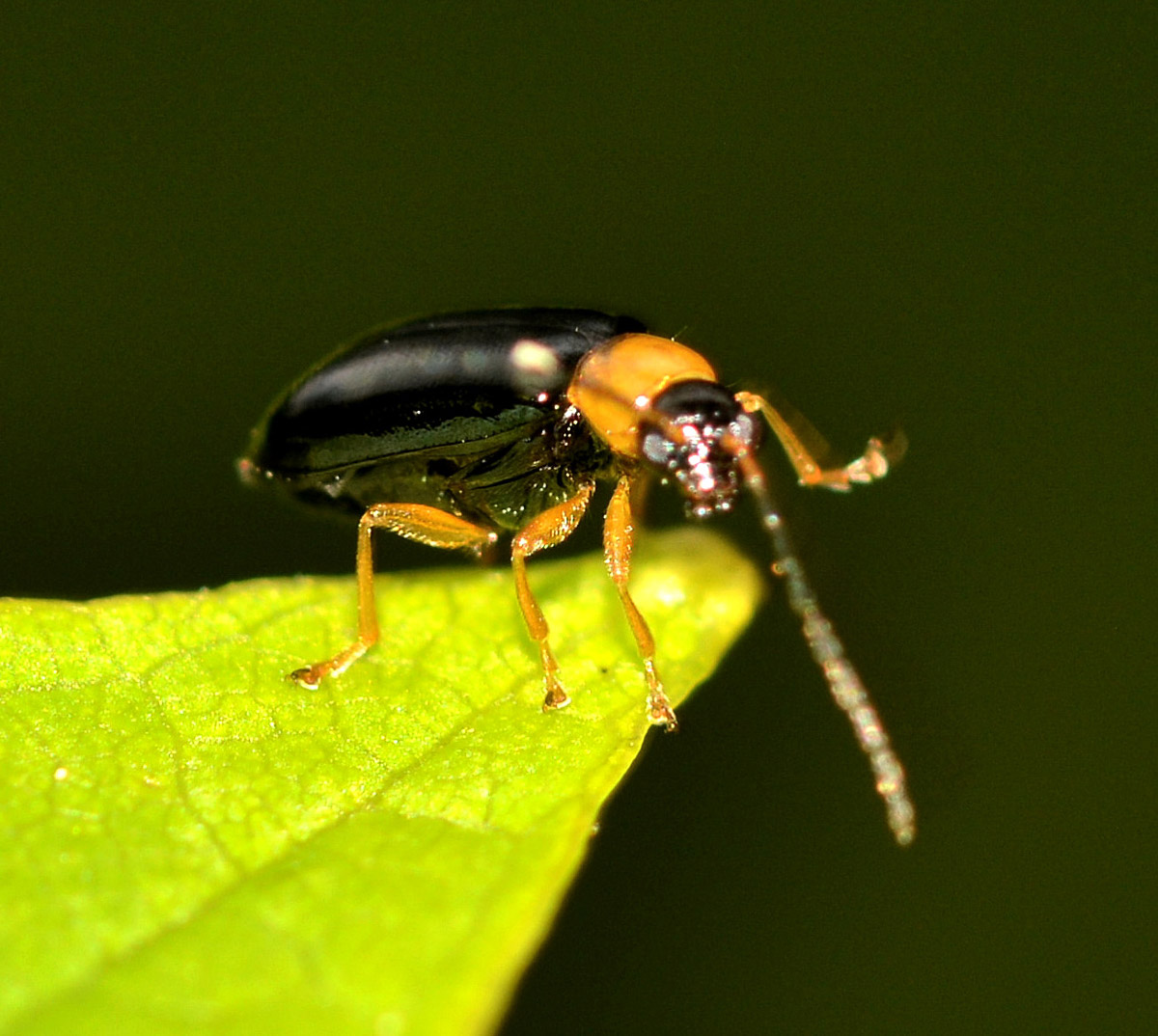 Luperus cfr. pygmaeus, Chrysomelidae
