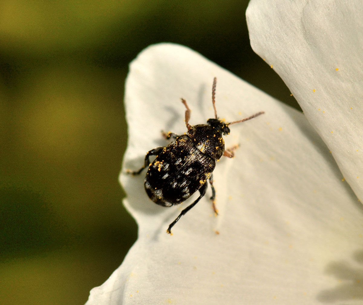 Bruchus luteicornis (cfr.)