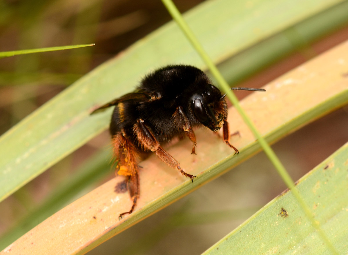 Bombus di Capraia:  Bombus terrestris cfr.xanthopus