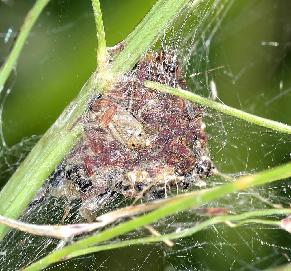 Phylloneta sp. - Paullo (MI)
