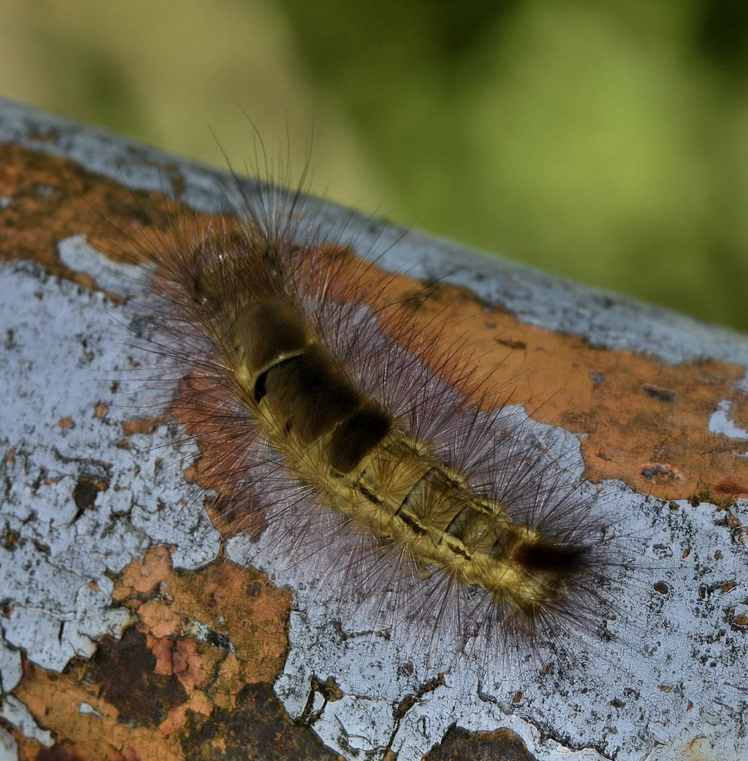 Bella larva di ? Calliteara pudibunda - Erebidae Lymantriinae