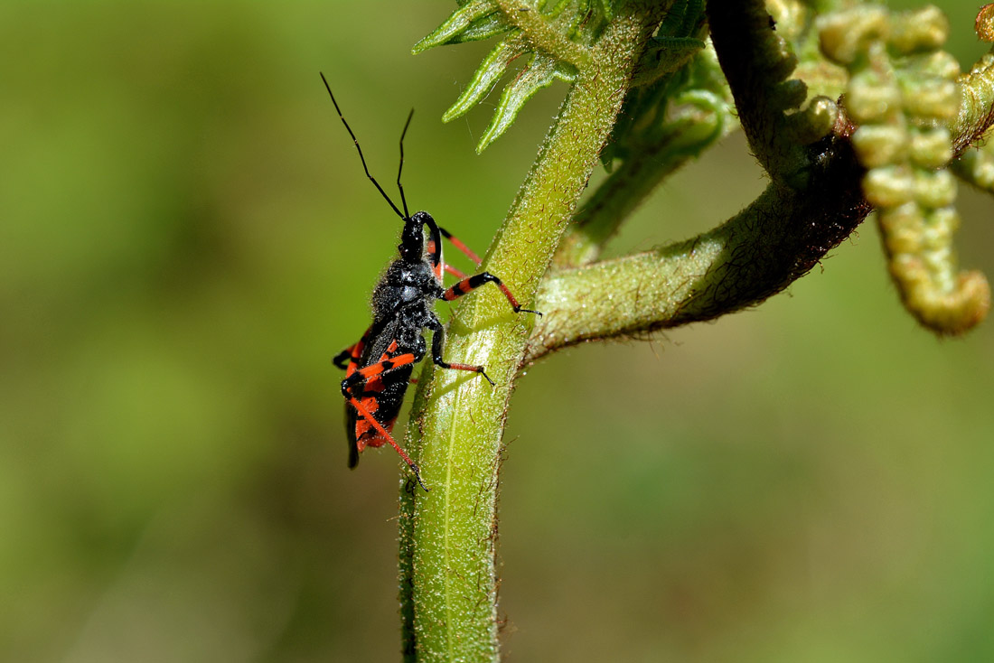 Strongylogaster (multifasciata?) predato da Rhynocoris annulatus (Heteroptera Reduviidae)