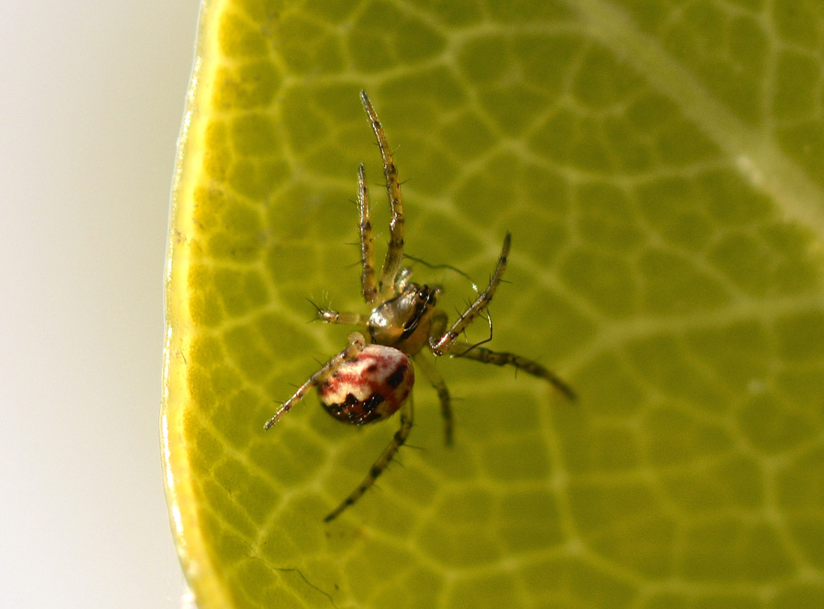 Mangora acalipha (?) - Mediglia (MI)