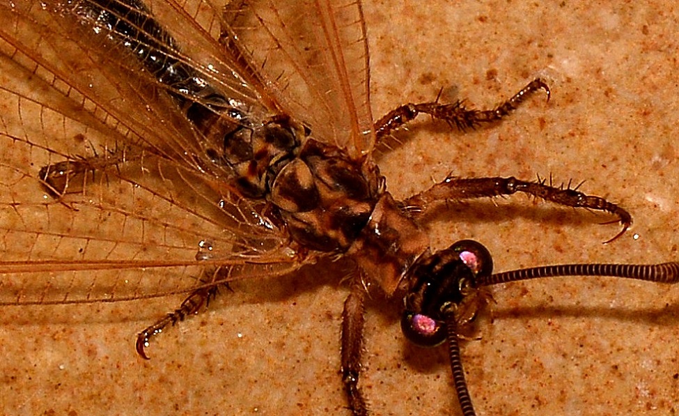 Myrmeleontidae scuro:  Creoleon lugdunensis,  femmina