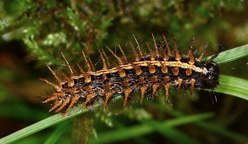 Strana larva - Argynnis (Argynnis) paphia