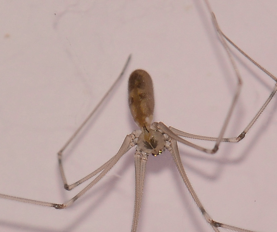 Pholcidae con preda:  Pholcus phalangioides - Mediglia (MI)