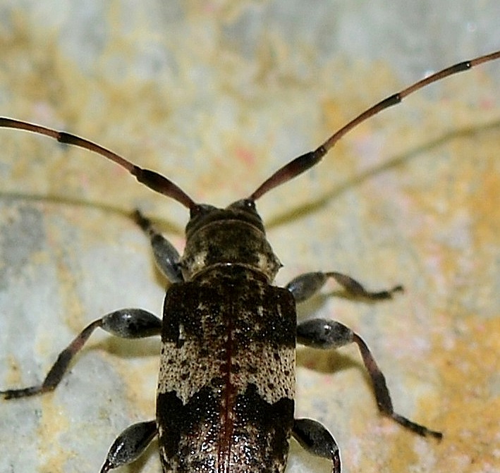 Cerambycidae: Leiopus  nebulosus nebulosus