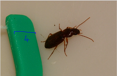 Carabidae: Parophonus planicollis