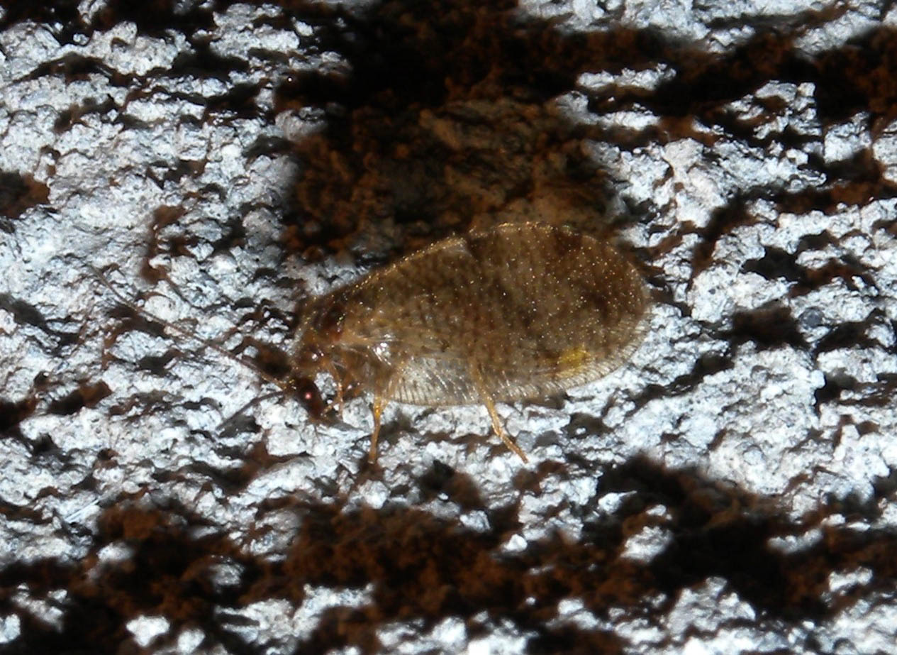 Megalomus sp. Hemerobiidae