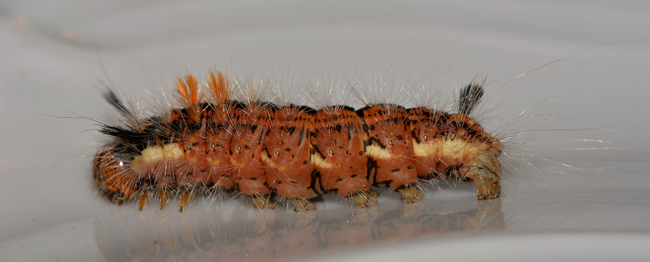 larva colorata