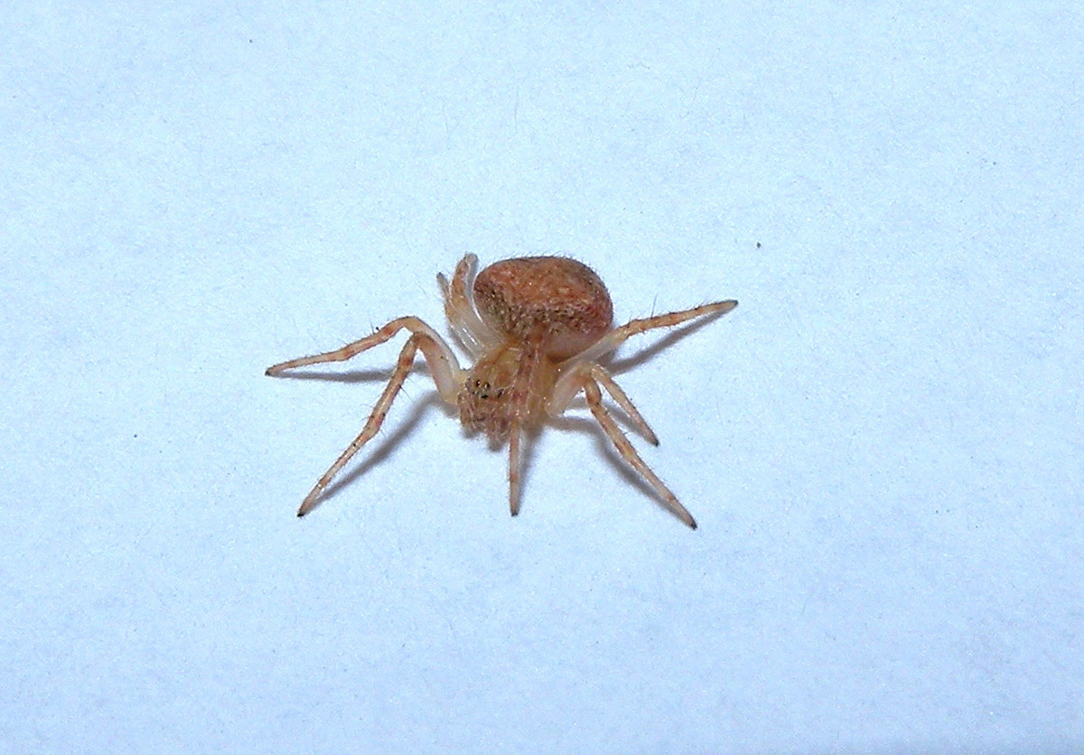 Neoscona subfusca - Bannio Anzino (VB)