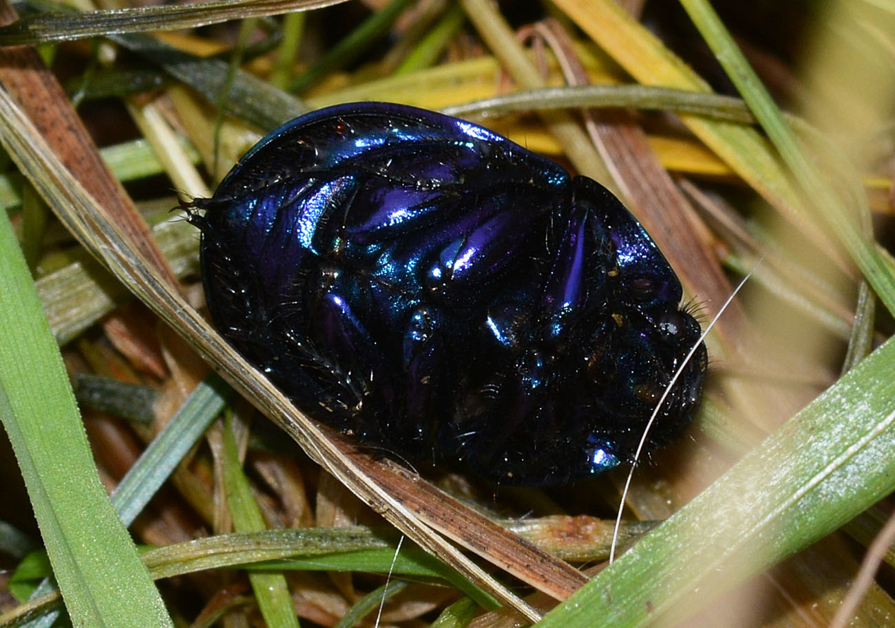 Geotrupidae: Anoplotrupes stercorosus (cf.)