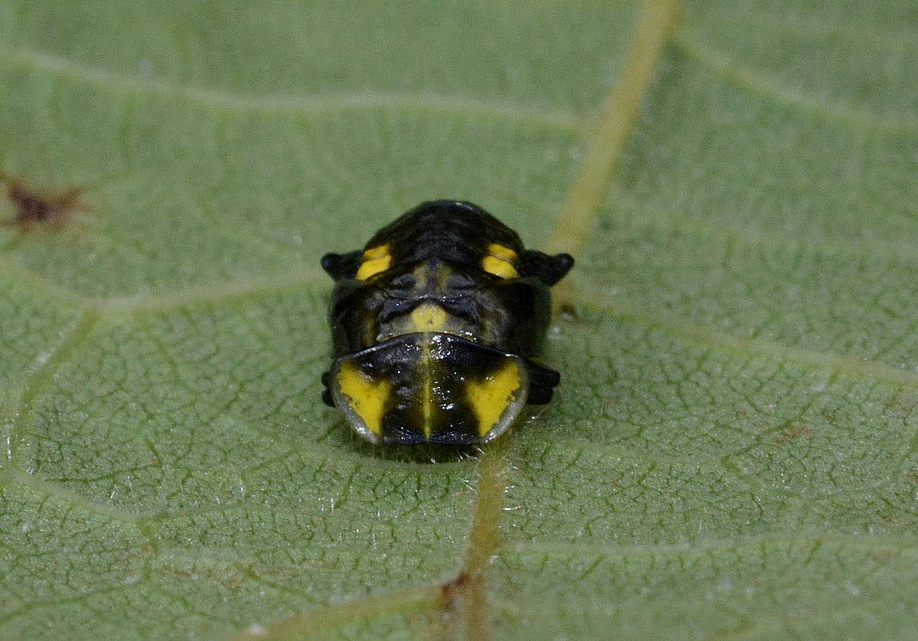 Pupa di Halyzia sedecimguttata (cf.)