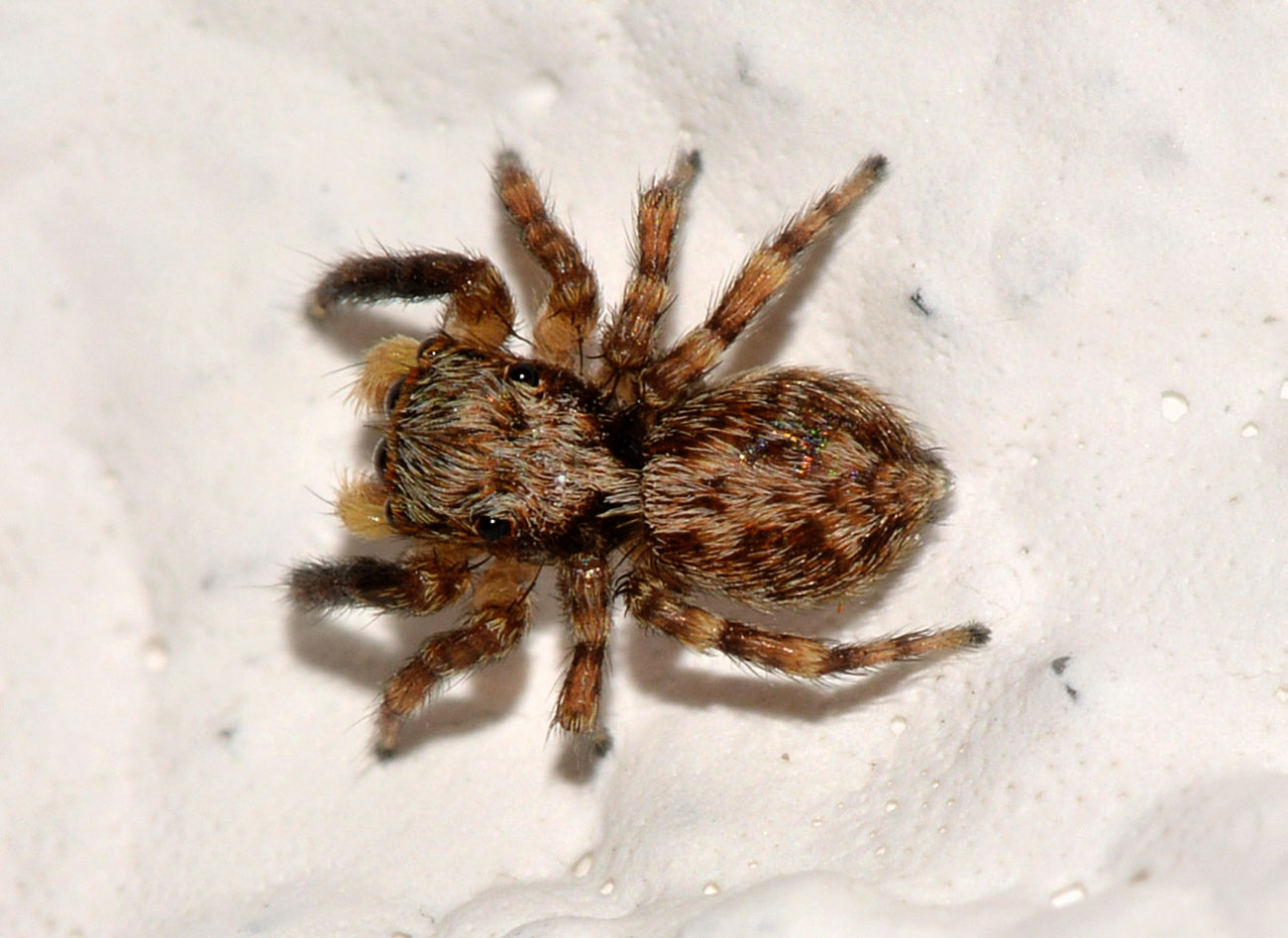 Pseudeuophrys vafra - Anzino (VB)