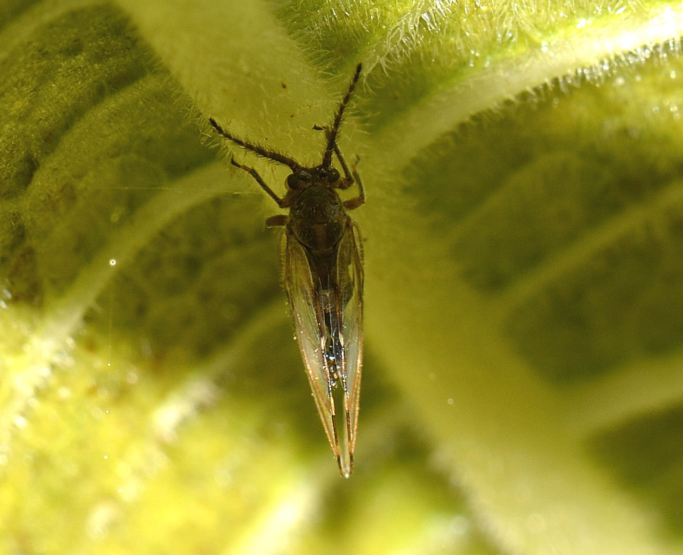 Homotoma ficus psilla del fico Piemonte.