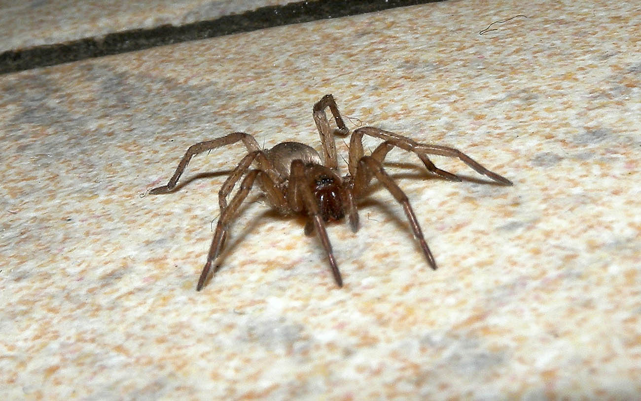 Drassodes sp. - Bannio Anzino (VB)