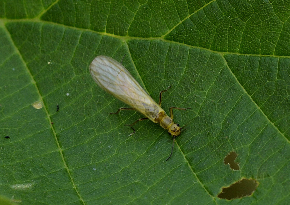 Isoperla carbonaria di Bannio Anzino (VB)