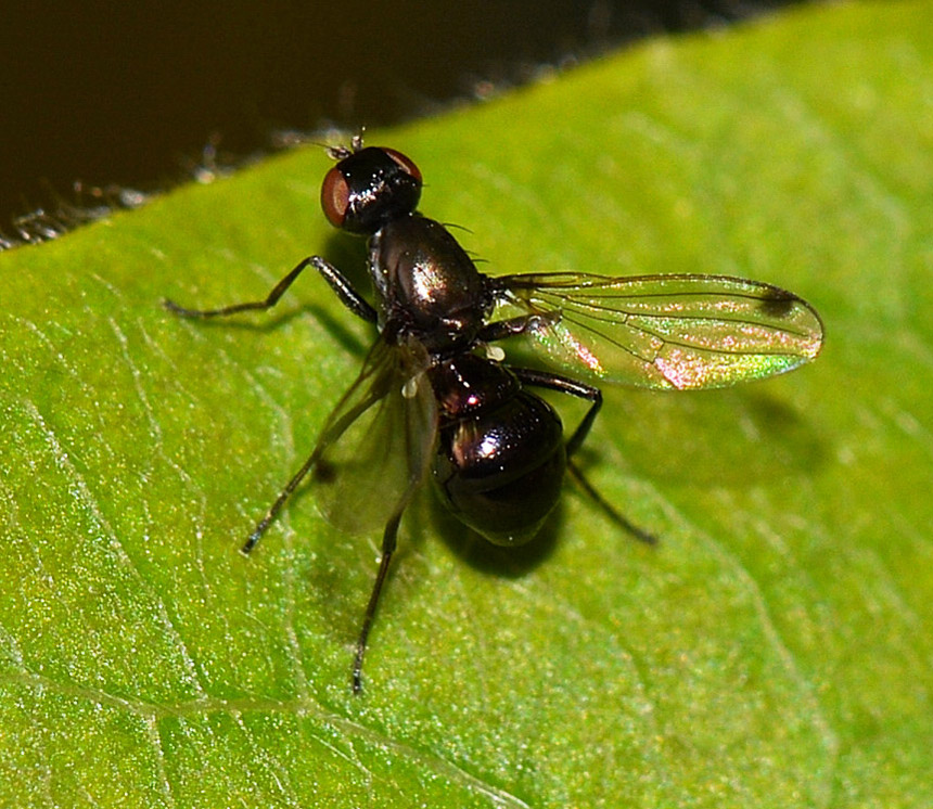 Sepsidae ?