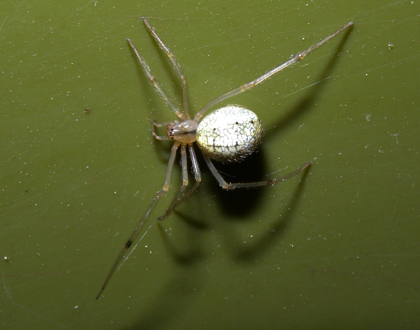 Enoplognatha cfr ovata - Anzino (VB)