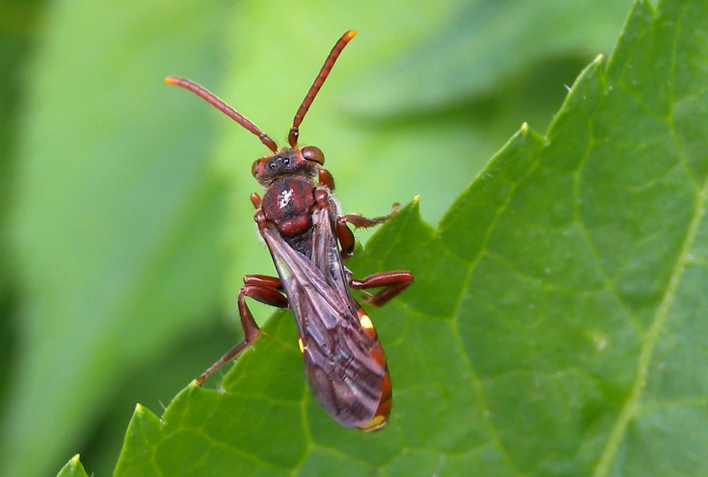 Vespina rossiccia: Nomada sp.