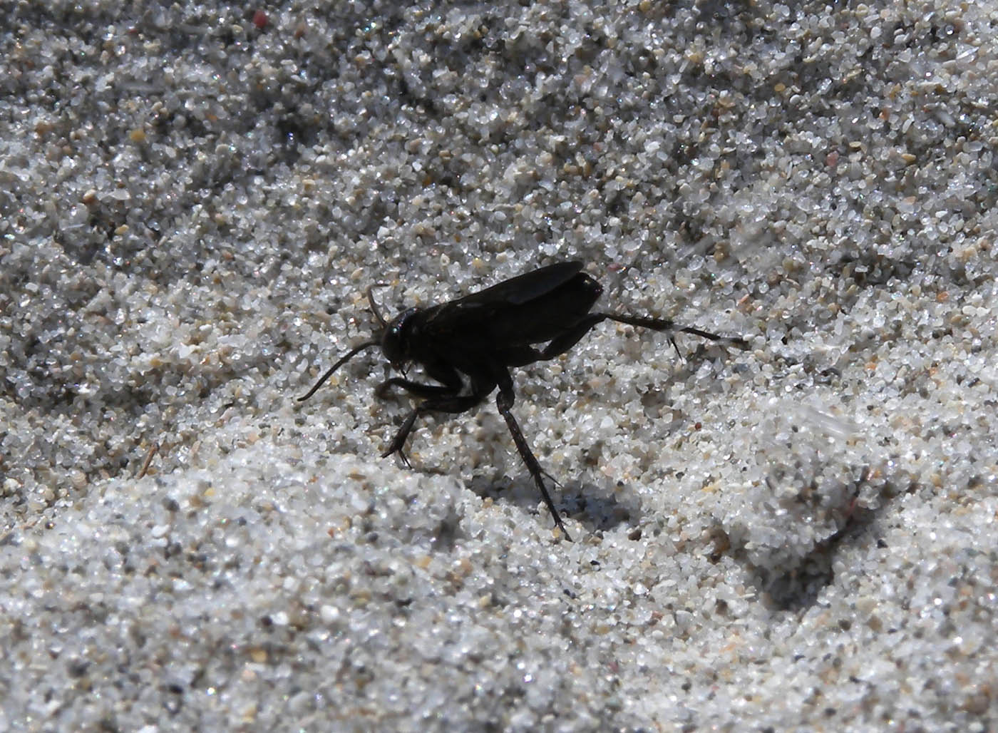 Vespa scavatrice (Sarda)