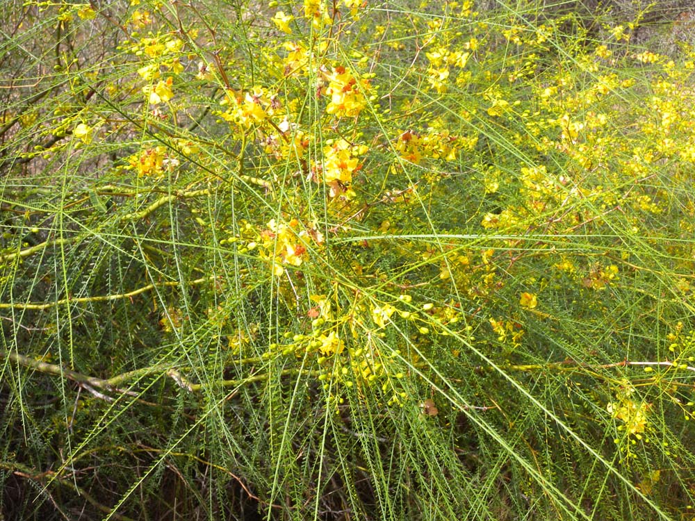 Parkinsonia aculeata / Parchinsonia