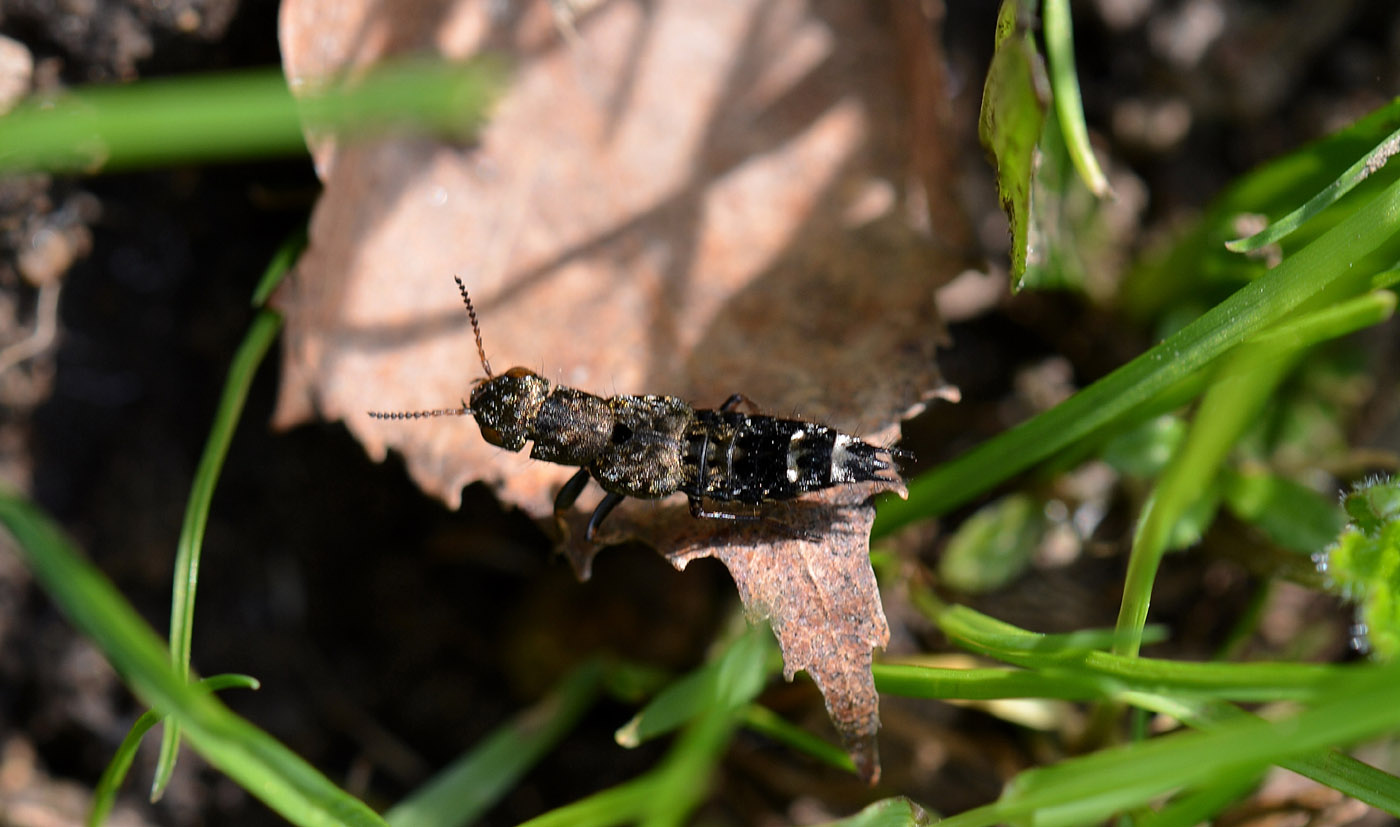 Ontholestes sp.