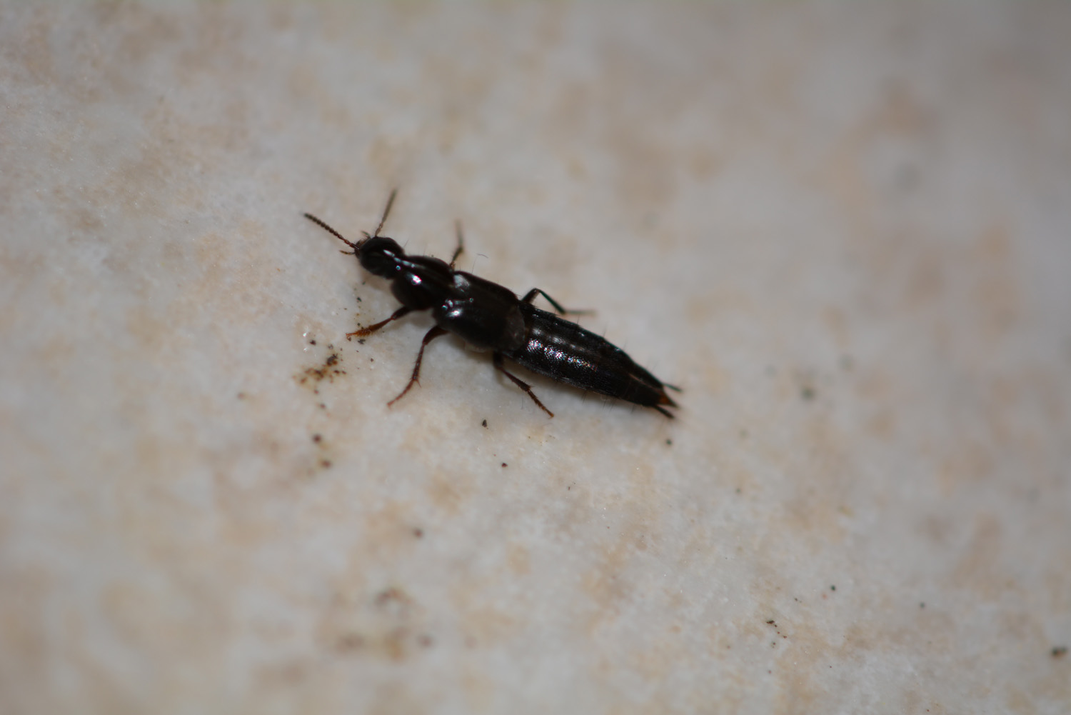 Staphylinidae nero - Quedius sp.