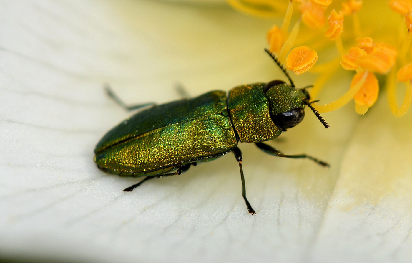 Buprestidae verde: Anthaxia nitidula