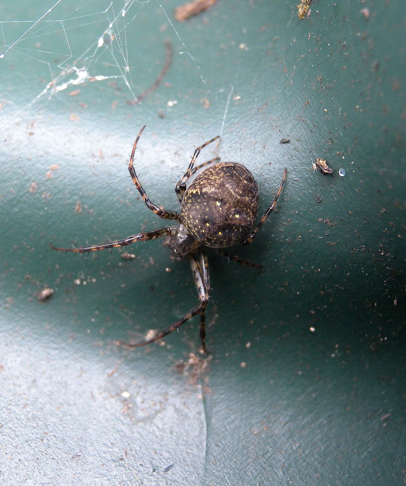 Metellina merianae - Anzino (VB)