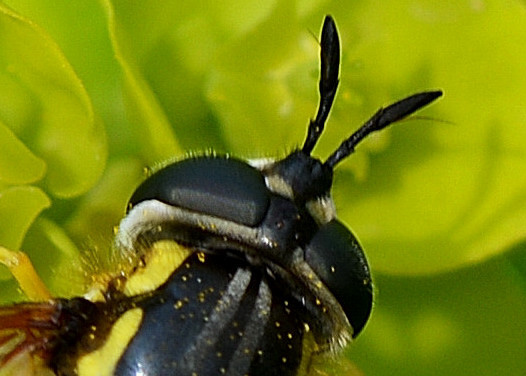 Chrysotoxum cautum femmina