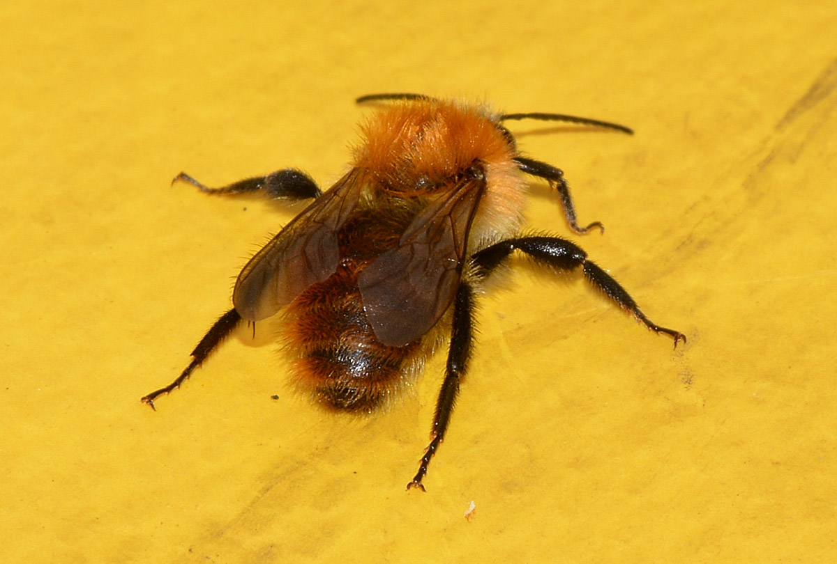 bionda: Bombus pascuorum